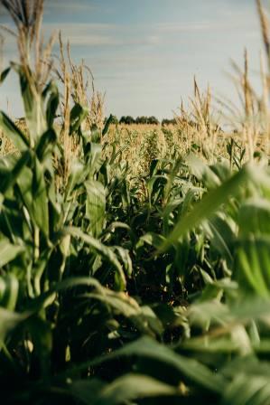 cornmaze